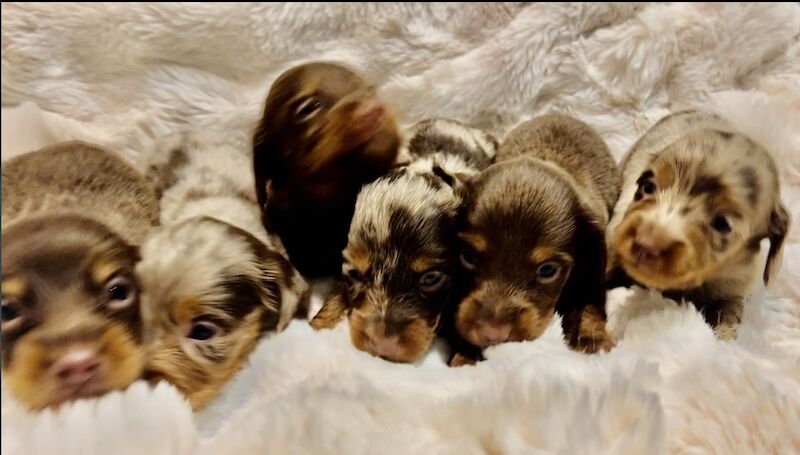 Best KC long haired dachshund puppies. Dapple chocolate PRA CLEAR for sale in Maidstone, Kent - Image 8