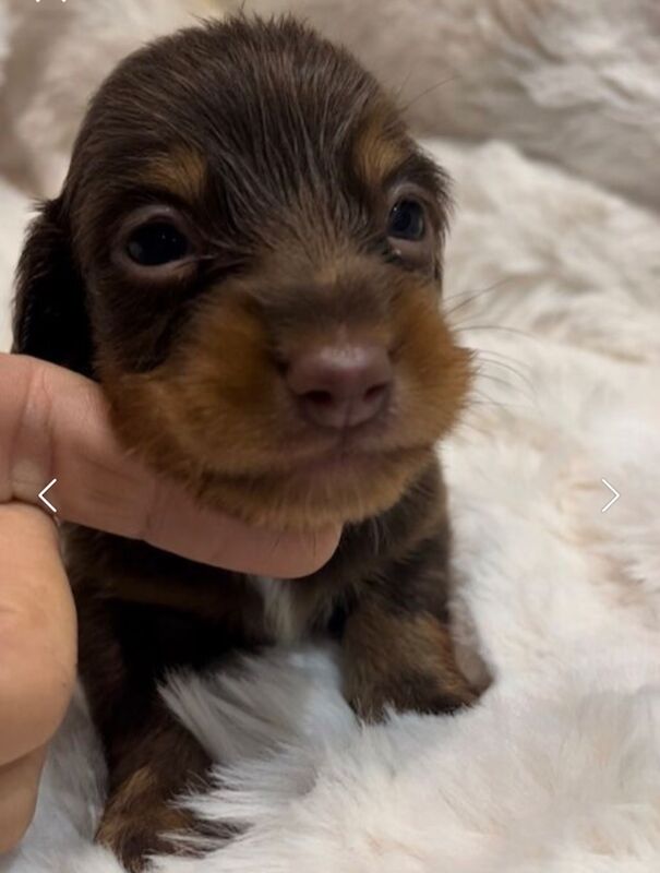 Best KC long haired dachshund puppies. Dapple chocolate PRA CLEAR for sale in Maidstone, Kent - Image 9