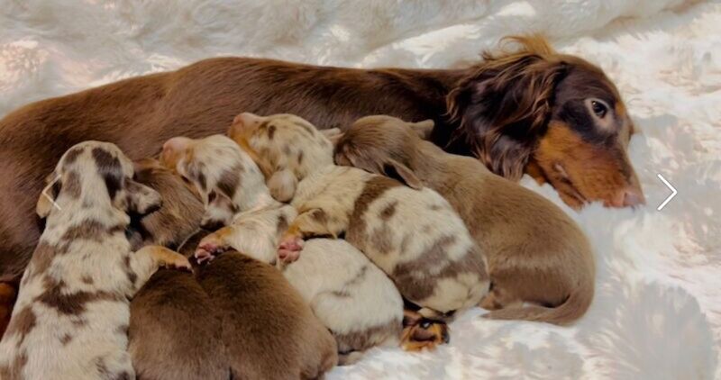 Best KC long haired dachshund puppies. Dapple chocolate PRA CLEAR for sale in Maidstone, Kent - Image 10