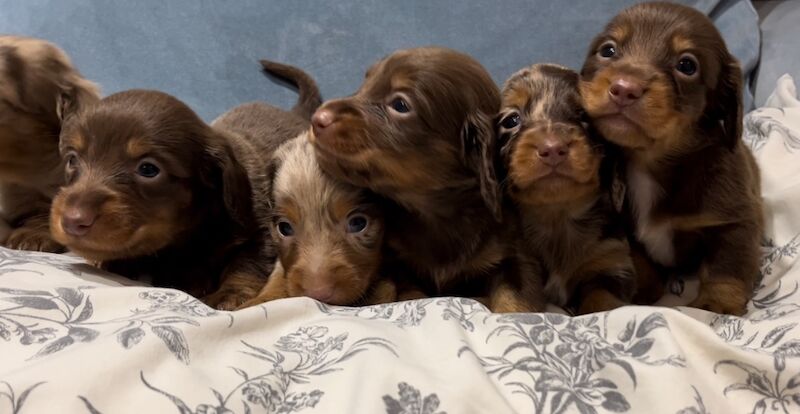 Best KC long haired dachshund puppies. Dapple chocolate PRA CLEAR for sale in Maidstone, Kent - Image 11