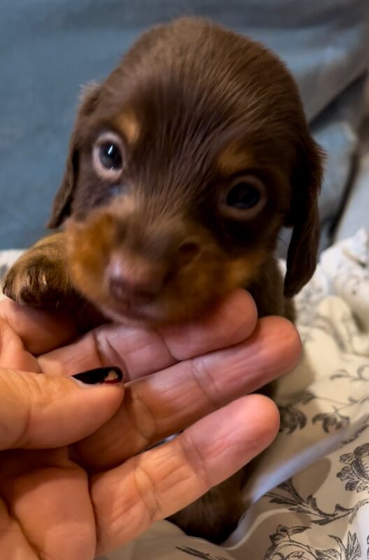 Best KC long haired dachshund puppies. Dapple chocolate PRA CLEAR for sale in Maidstone, Kent - Image 12