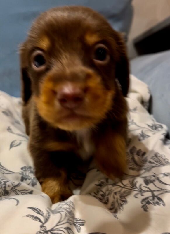 Best KC long haired dachshund puppies. Dapple chocolate PRA CLEAR for sale in Maidstone, Kent - Image 13