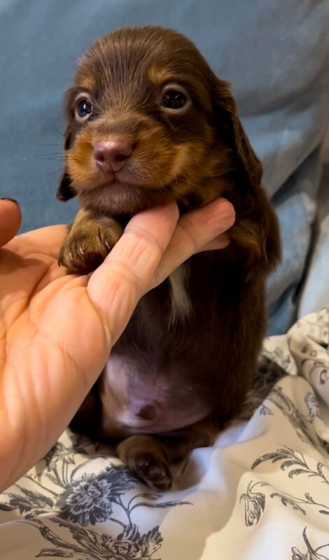 Best KC long haired dachshund puppies. Dapple chocolate PRA CLEAR for sale in Maidstone, Kent - Image 14