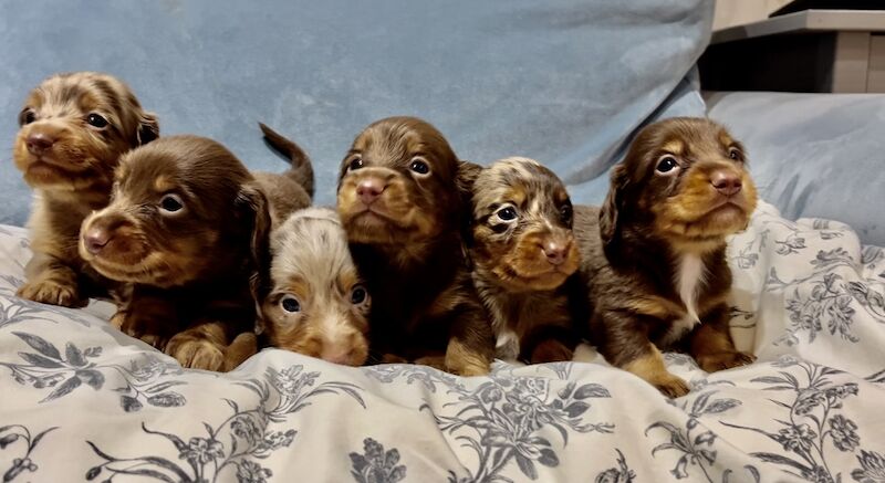 Best KC long haired dachshund puppies. Dapple chocolate PRA CLEAR for sale in Maidstone, Kent - Image 15