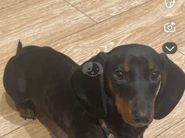 Black and Tan Dachshund for sale in Stoke-on-Trent, Staffordshire