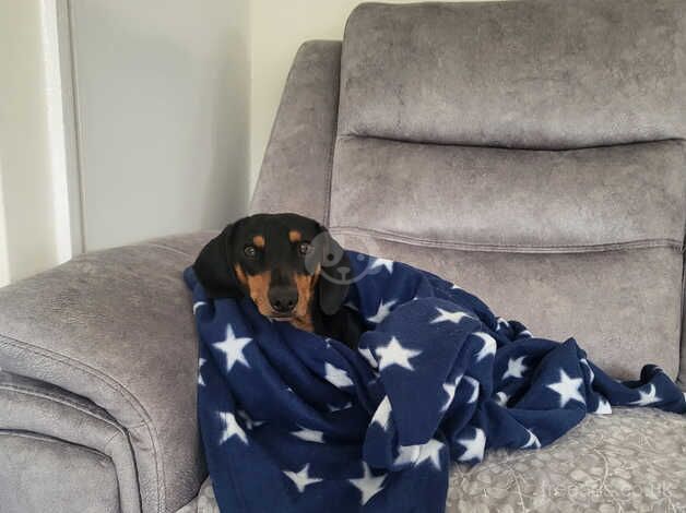 Black and tan Dachshund for sale in Whitstable, Kent