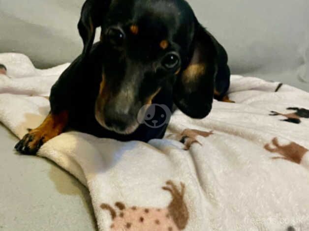 Black and tan Dachsund girl for sale in Salford, Greater Manchester