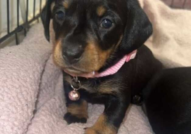 Black and tan dashounds for sale in Kingston upon Hull, East Riding of Yorkshire