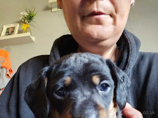 Choc and tan puppy for sale in Woking, Surrey