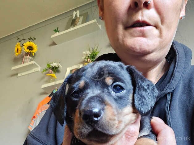 Dachshunds for sale in Woking, Surrey