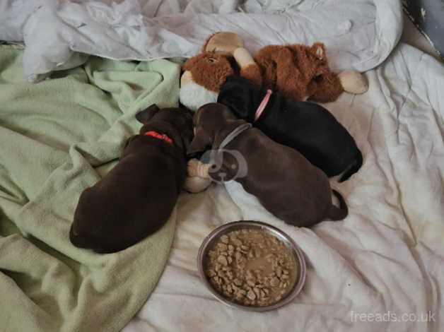 Dachshund Puppies for sale in Surrey