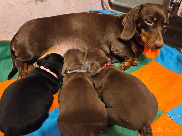 Dachshund Puppies for sale