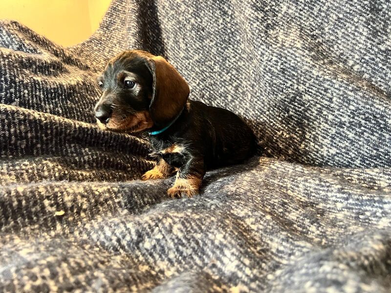 Dachshunds for sale in PE32 1EU 