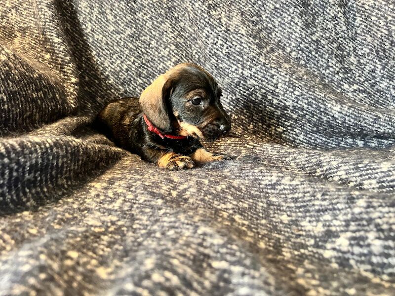 KC Registered Dachshund Puppies for sale in PE32 1EU 