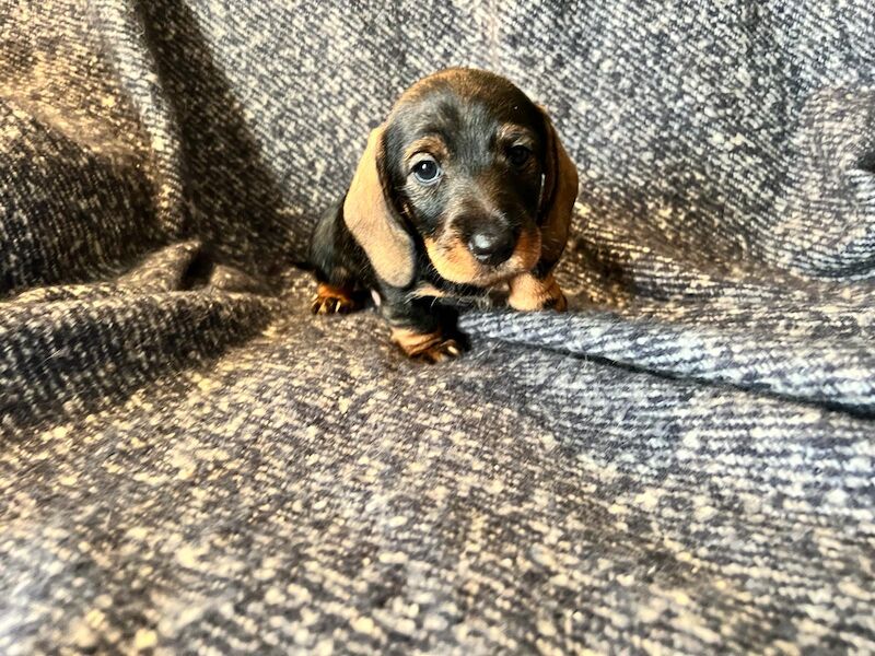 Dachshund Puppies for sale