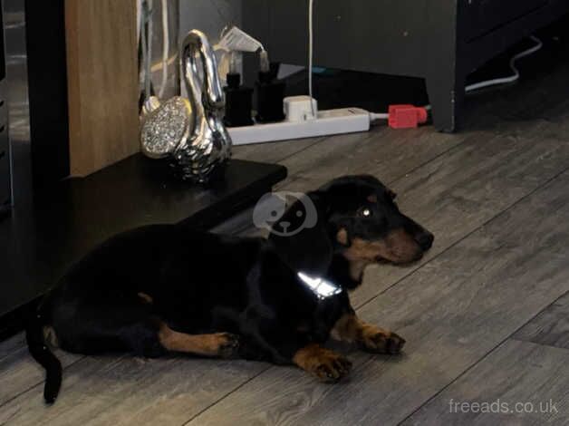 Black and tanned dachshund for sale in Wrexham, Wrexham