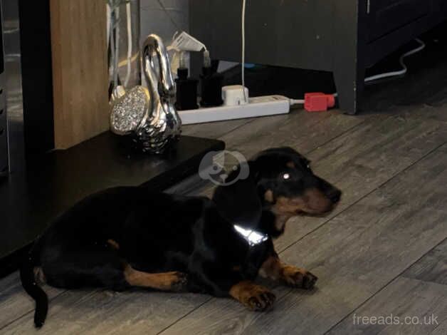 Black and tanned dachshund for sale in Wrexham, Wrexham - Image 2