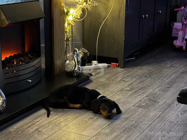 Black and tanned dachshund for sale in Wrexham, Wrexham - Image 3