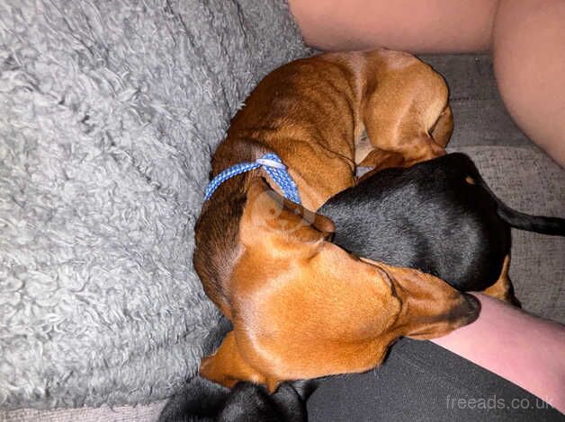 Black and tanned dachshund for sale in Wrexham, Wrexham - Image 4