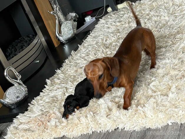 Black and tanned dachshund for sale in Wrexham, Wrexham - Image 5