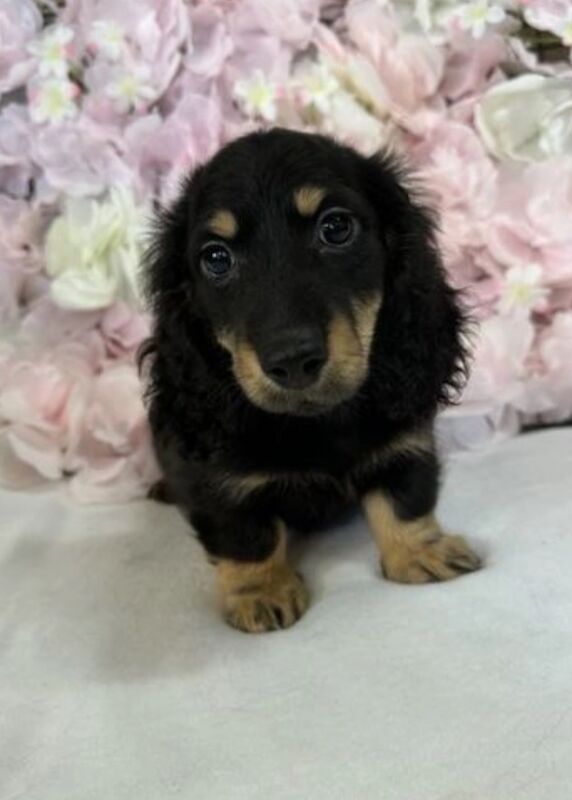 Black cream daxie boy for sale in Upwell, Norfolk