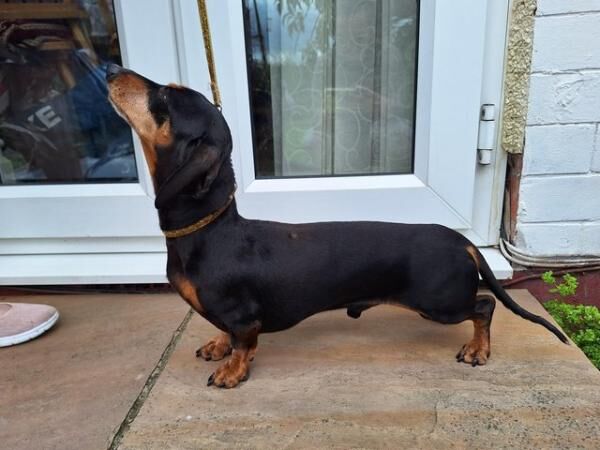 Black & Tan Miniature Dachshund for sale in Rhyl, Denbighshire - Image 1