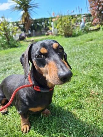 Black & Tan Miniature Dachshund for sale in Rhyl, Denbighshire - Image 2