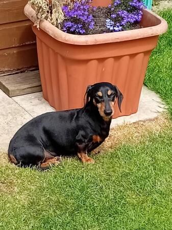 Black & Tan Miniature Dachshund for sale in Rhyl, Denbighshire - Image 3