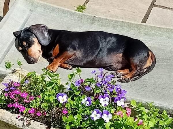 Black & Tan Miniature Dachshund for sale in Rhyl, Denbighshire - Image 4