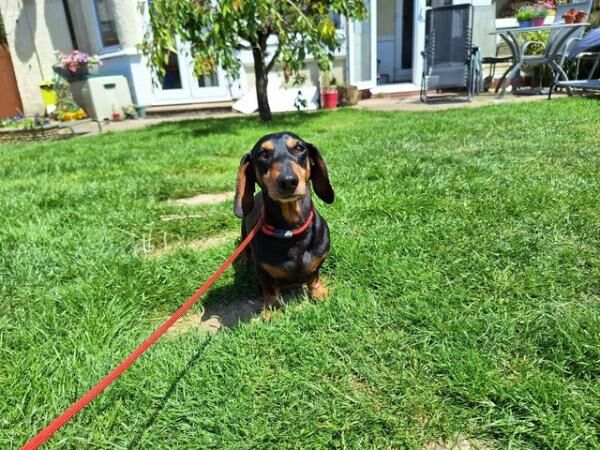 Black & Tan Miniature Dachshund for sale in Rhyl, Denbighshire - Image 5