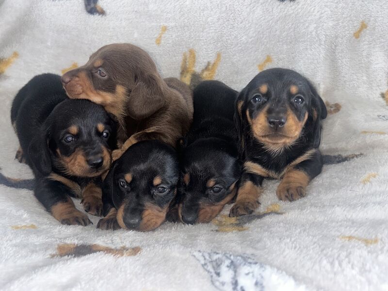Black&Tan Dachshund pups female/male for sale in Sunderland, Tyne and Wear