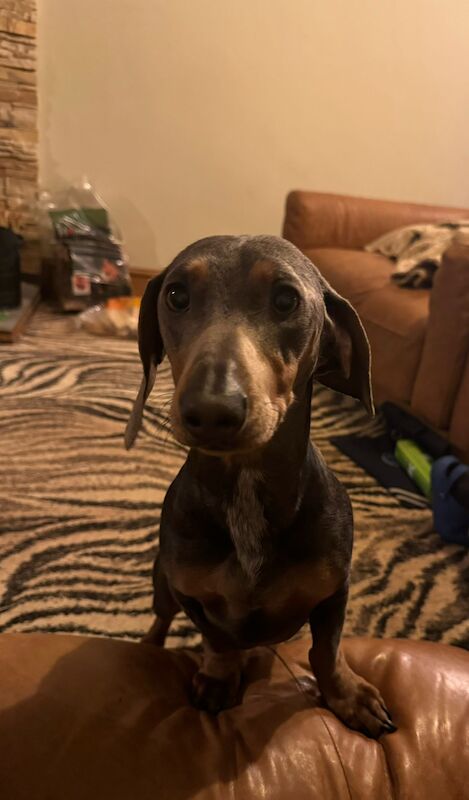 Blue and tan dachshund for sale in Kenilworth, Warwickshire