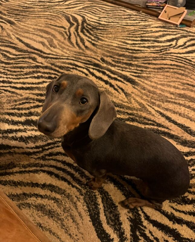 Dachshunds for sale in Kenilworth, Warwickshire