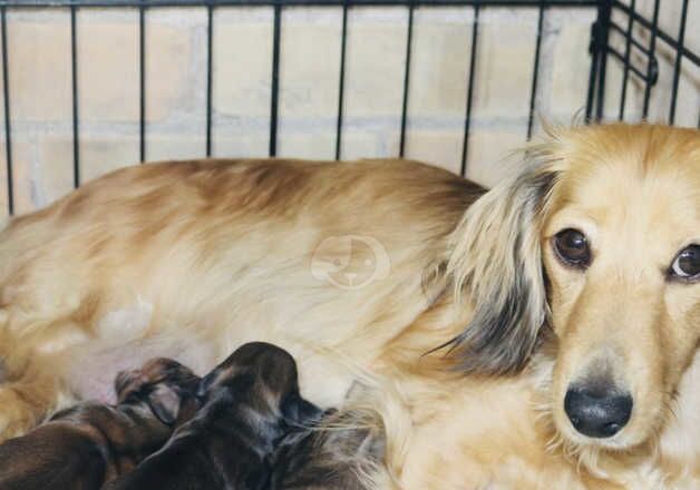 Blue and tan long haired dachshund girl for sale in Middlesbrough, North Yorkshire