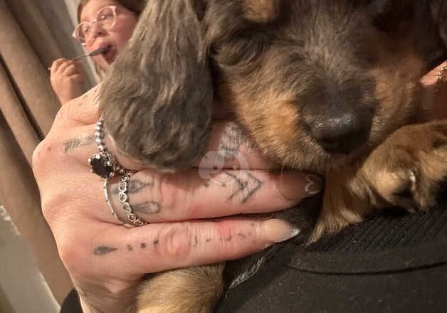 Blue and tan long haired dachshund girl for sale in Middlesbrough, North Yorkshire - Image 2