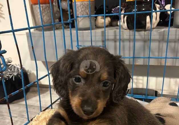 Blue and tan long haired dachshund girl for sale in Middlesbrough, North Yorkshire - Image 3