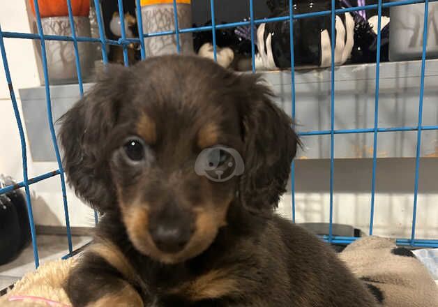 Blue and tan long haired dachshund girl for sale in Middlesbrough, North Yorkshire - Image 4