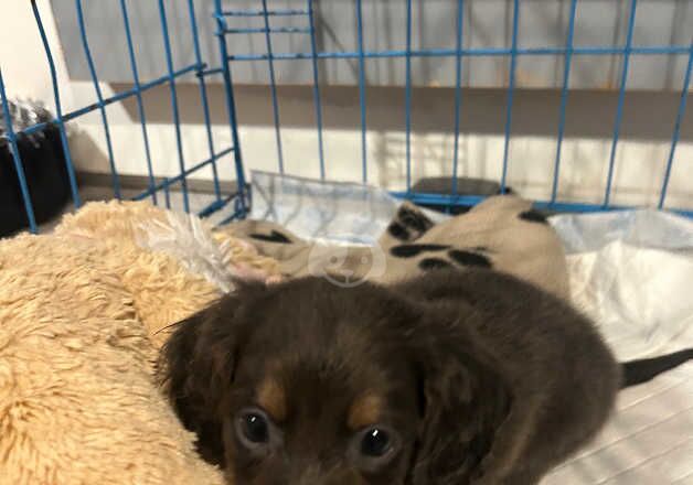 Blue and tan long haired dachshund girl for sale in Middlesbrough, North Yorkshire - Image 5