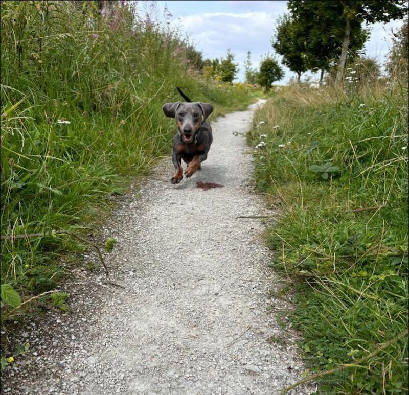 Blue and tan male Dachshund for sale in Chester, Cheshire