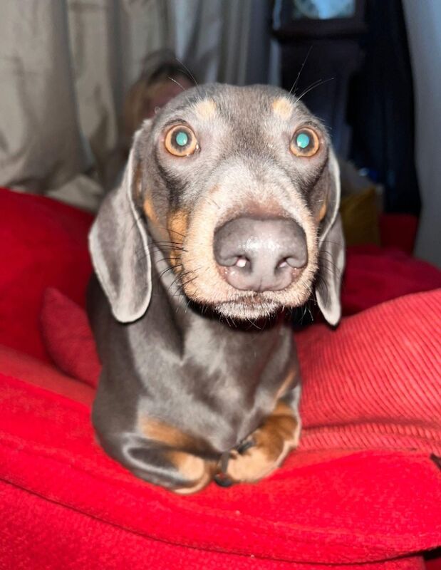 Blue and tan male Dachshund for sale in Chester, Cheshire - Image 2