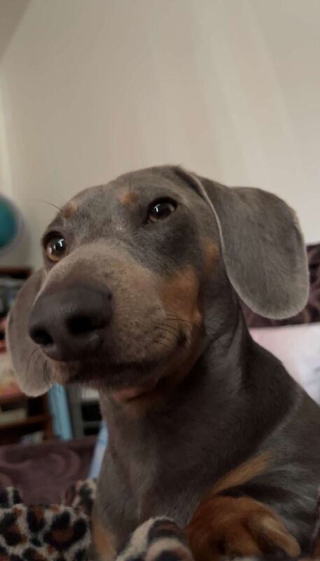 Blue and tan male Dachshund for sale in Chester, Cheshire - Image 3