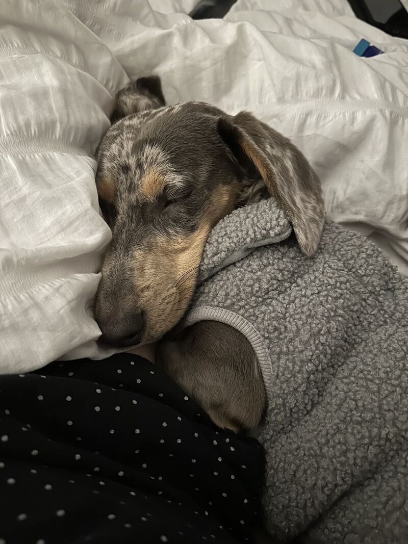 Blue Dapple Miniature dachshund for sale in Burntwood, Staffordshire - Image 5