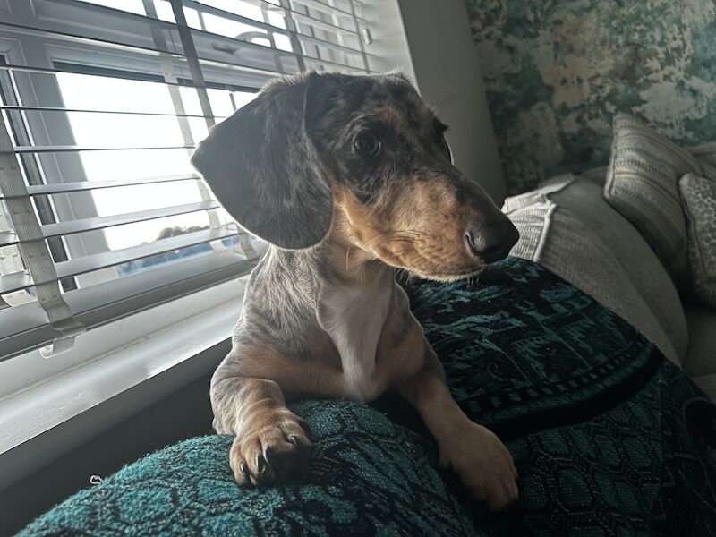 Blue Dapple Miniature dachshund for sale in Burntwood, Staffordshire - Image 6