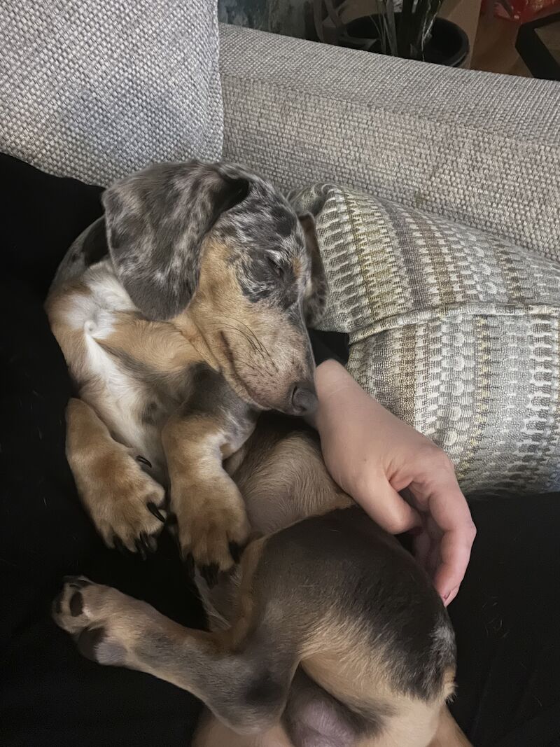 Blue Dapple Miniature dachshund for sale in Burntwood, Staffordshire - Image 7