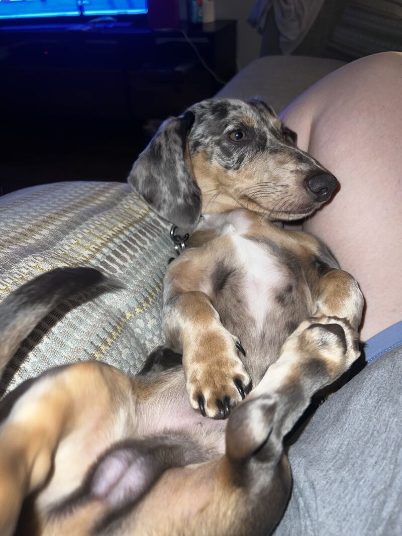 Blue Dapple Miniature dachshund for sale in Burntwood, Staffordshire - Image 8