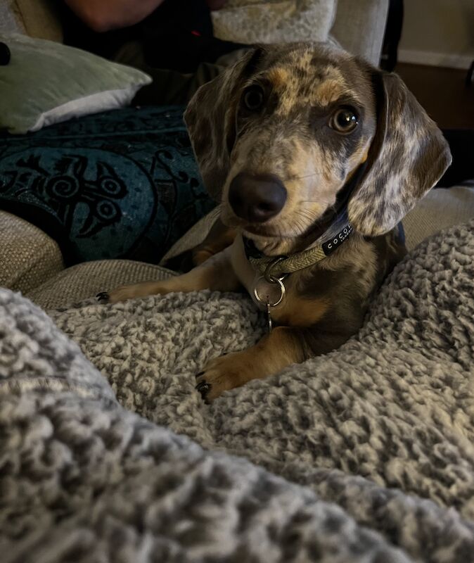 Blue Dapple Miniature dachshund for sale in Burntwood, Staffordshire - Image 9