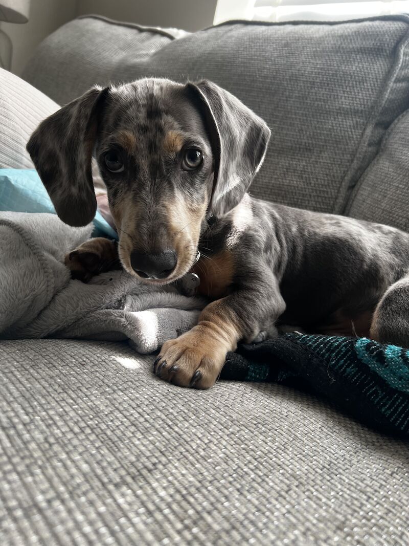 Blue Dapple Miniature dachshund for sale in Burntwood, Staffordshire - Image 10