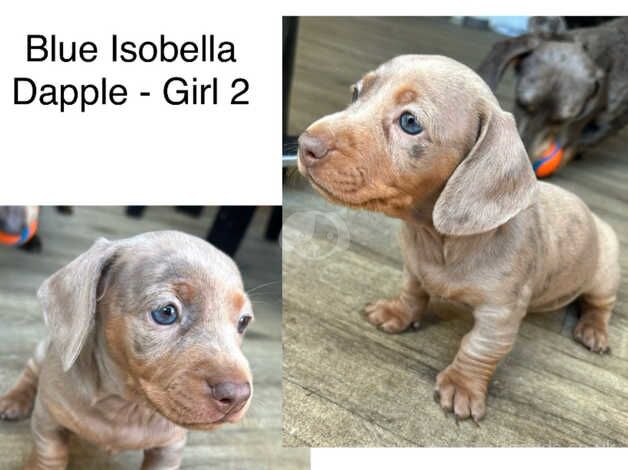 Blue Isabella dapple girls for sale in Anlaby, Yorkshire - Image 2