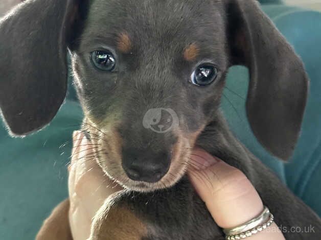 Blue miniature fully registered dachshund female for sale in Grimsby, Lincolnshire