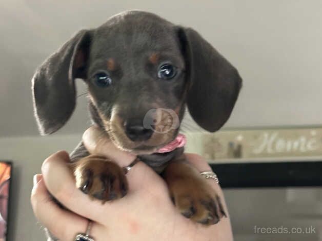 Blue miniature fully registered dachshund female for sale in Grimsby, Lincolnshire - Image 2